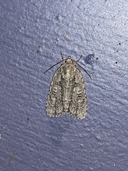 Acronicta modica