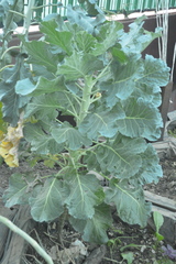 Brassica oleracea gemmifera