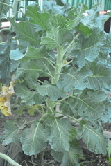 Brassica oleracea gemmifera