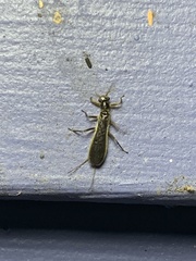 Perlesta nitida