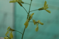 Brassica oleracea gemmifera