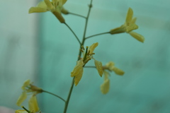 Brassica oleracea gemmifera
