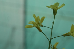 Brassica oleracea gemmifera