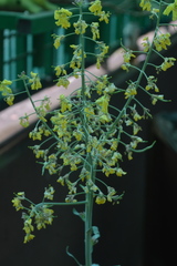 Brassica oleracea gemmifera