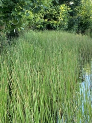 Eleocharis quadrangulata