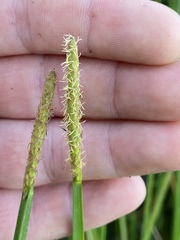 Eleocharis quadrangulata