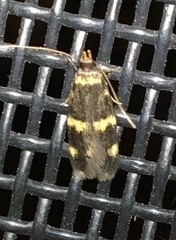 Oegoconia deauratella