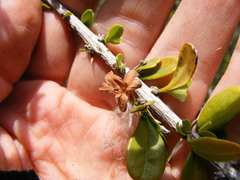 Oplonia armata