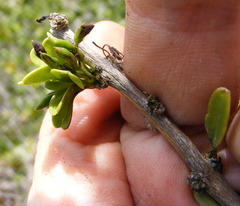 Oplonia armata
