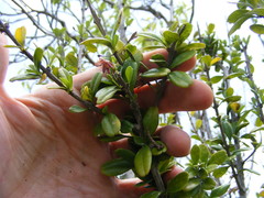 Oplonia armata