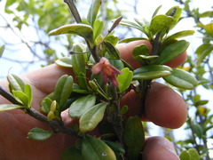 Oplonia armata