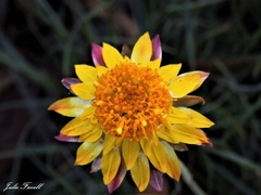 Leucochrysum albicans