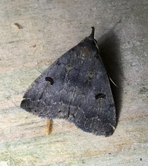 Phalaenostola hanhami