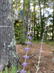 Salvia yangii