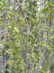 Oplonia armata