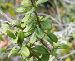 Oplonia armata