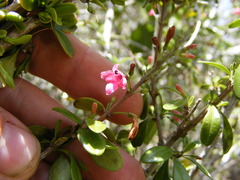 Oplonia armata