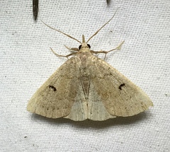 Chytolita morbidalis