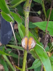 Mestra hersilia hersilia