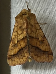 Pyrrhia exprimens