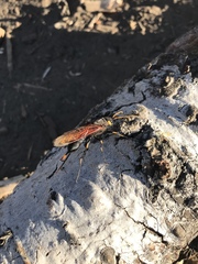 Urocerus californicus