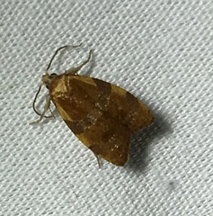 Cenopis diluticostana