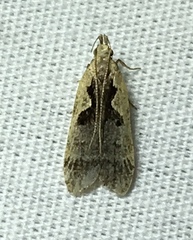 Dichomeris bilobella