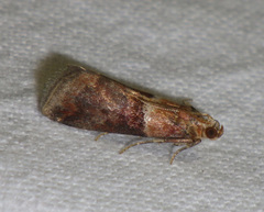 Acrobasis repandana
