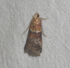Acrobasis repandana