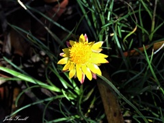 Leucochrysum albicans