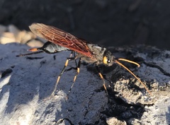 Urocerus californicus
