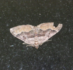 Xanthorhoe quadrifasiata