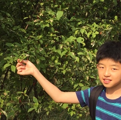 Elaeagnus multiflora