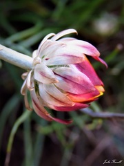 Leucochrysum albicans