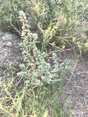 Halogeton glomeratus