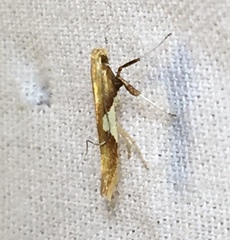 Caloptilia packardella