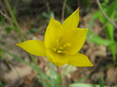 Tulipa sylvestris australis