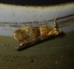 Acrobasis repandana