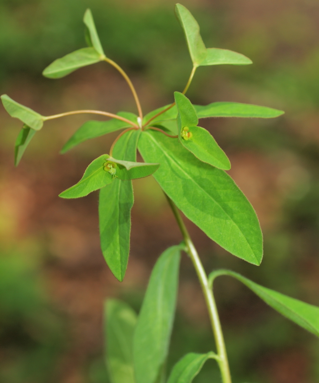 Euphorbia dulcis