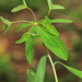 Euphorbia dulcis - Photo (c) HermannFalkner/sokol, algunos derechos reservados (CC BY-NC-SA)