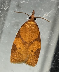 Cenopis reticulatana