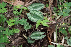 Asarum nipponicum nipponicum