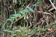 Polygonatum falcatum
