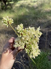 Psacalium decompositum