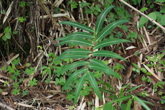 Polygonatum falcatum