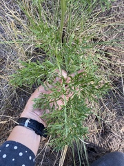 Psacalium decompositum