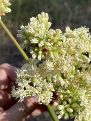 Psacalium decompositum