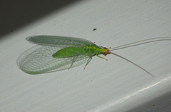 Pseudomallada flavifrons