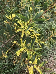 Juliflorae