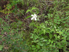 Clematis hexapetala